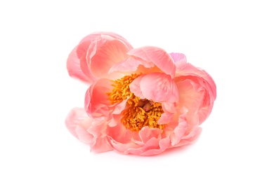 Beautiful blooming pink peony isolated on white