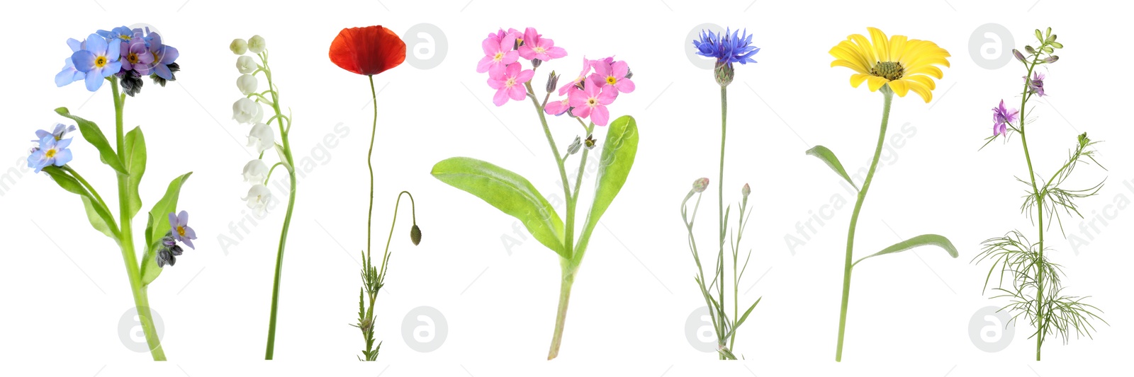 Image of Collection of different beautiful wild flowers on white background. Banner design