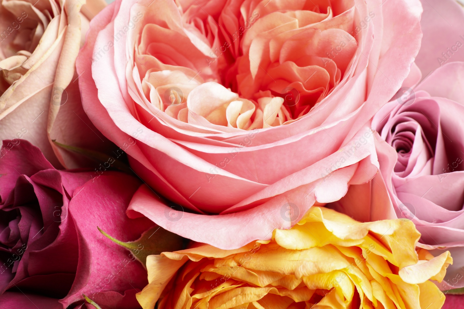 Photo of Beautiful fresh roses as background, closeup view. Floral decor