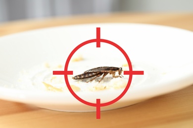 Cockroach with red target symbol on white plate. Pest control