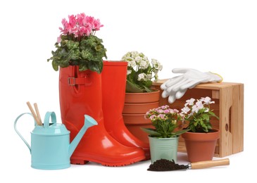 Beautiful flowers, pots, rubber boots and gardening tools isolated on white