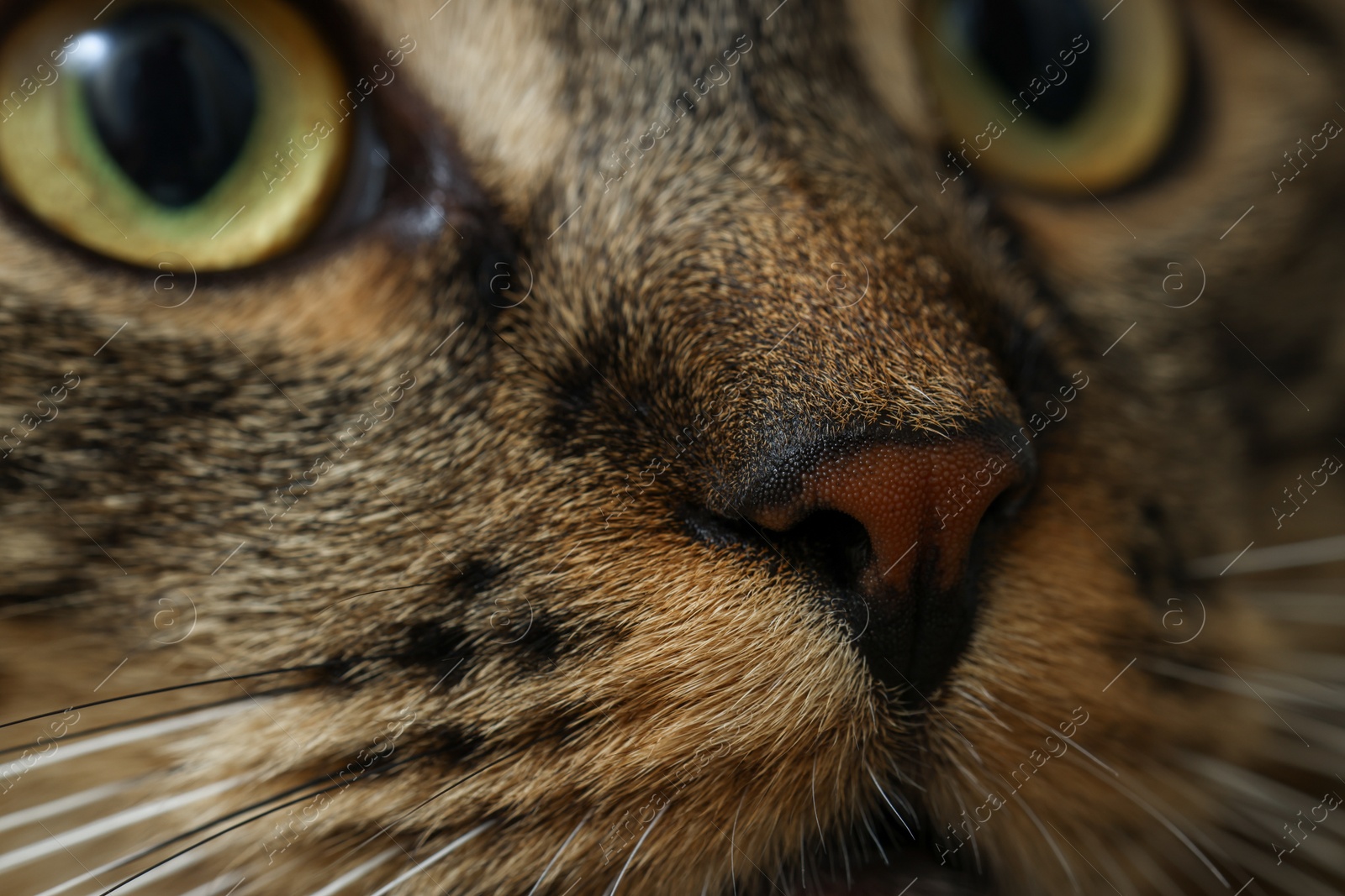 Photo of Macro photo of cat with beautiful eyes. Cute pet