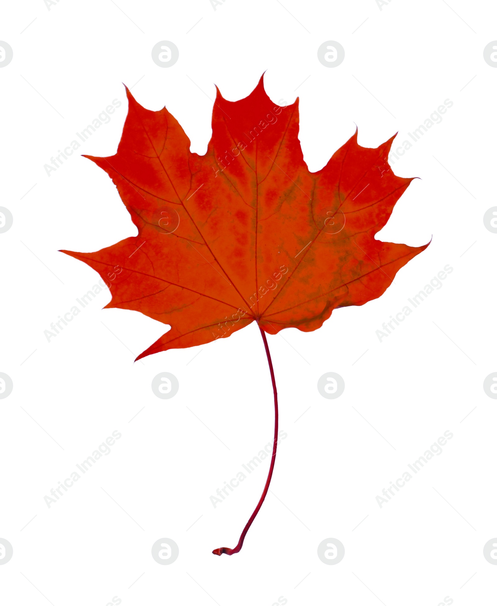 Image of Beautiful red maple leaf isolated on white. Autumn season