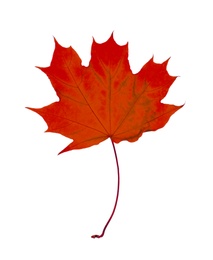 Beautiful red maple leaf isolated on white. Autumn season