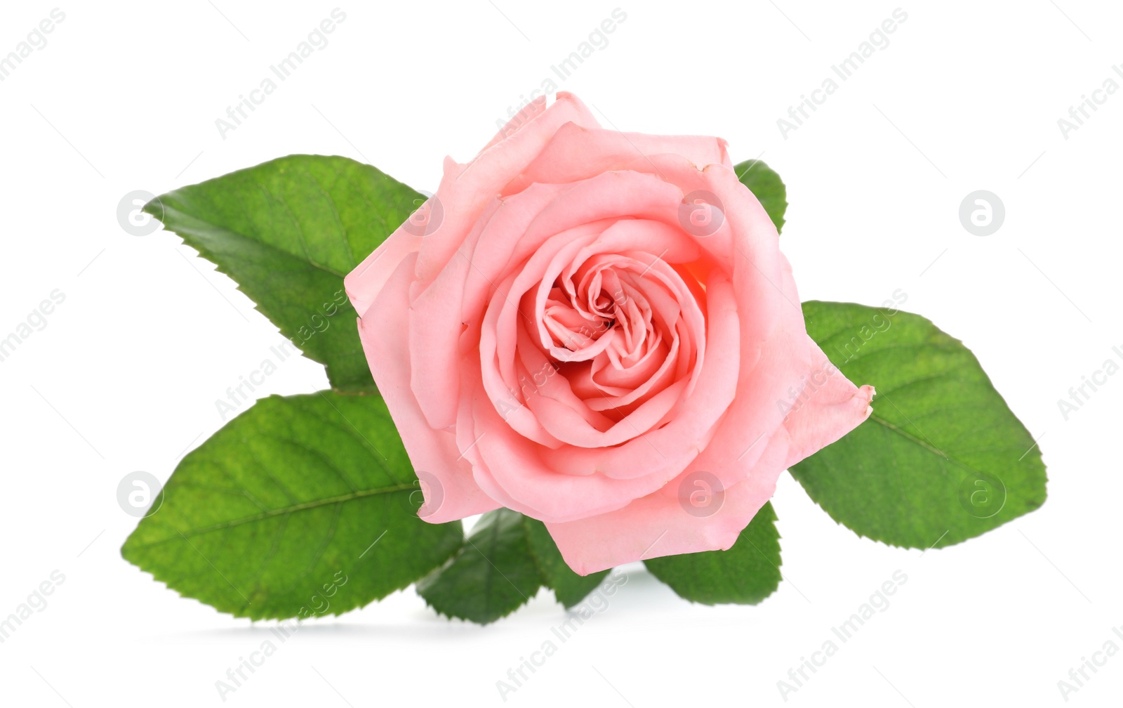 Photo of Blooming pink rose isolated on white. Beautiful flower