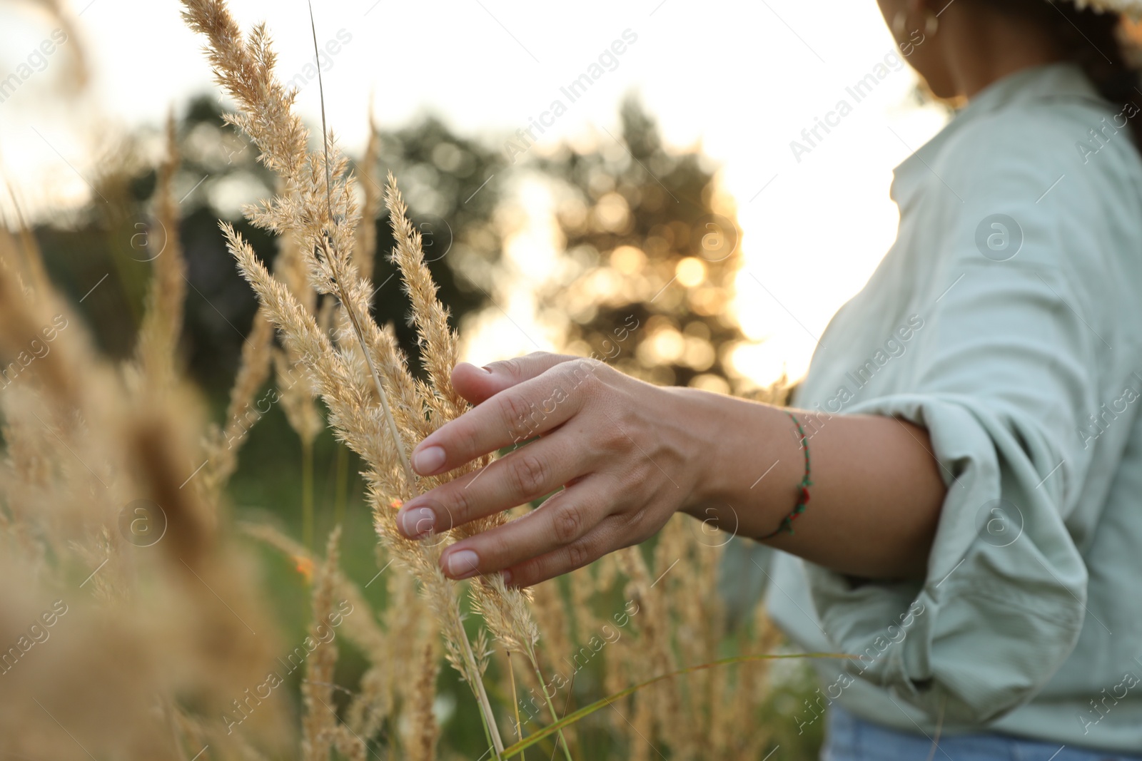 Photo of Woman walking through meadow and touching reed grass at sunset, closeup