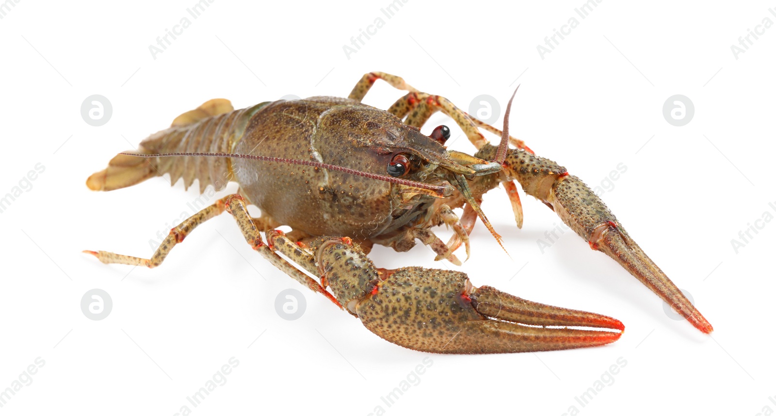 Photo of Fresh raw crayfish isolated on white. Healthy seafood