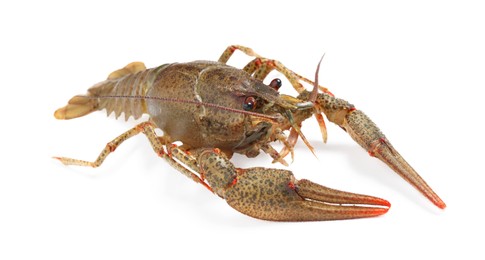 Photo of Fresh raw crayfish isolated on white. Healthy seafood
