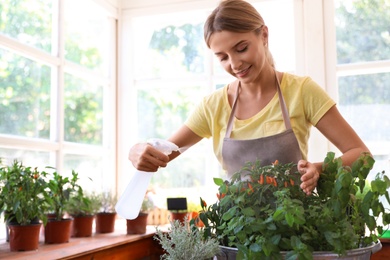 Young woman sprinkling home plants at wooden table indoors