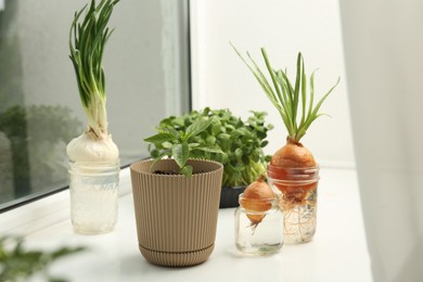 Photo of Pepper seedling and glasses with onions on window sill, closeup