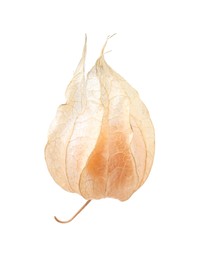 Ripe physalis fruit with calyx isolated on white