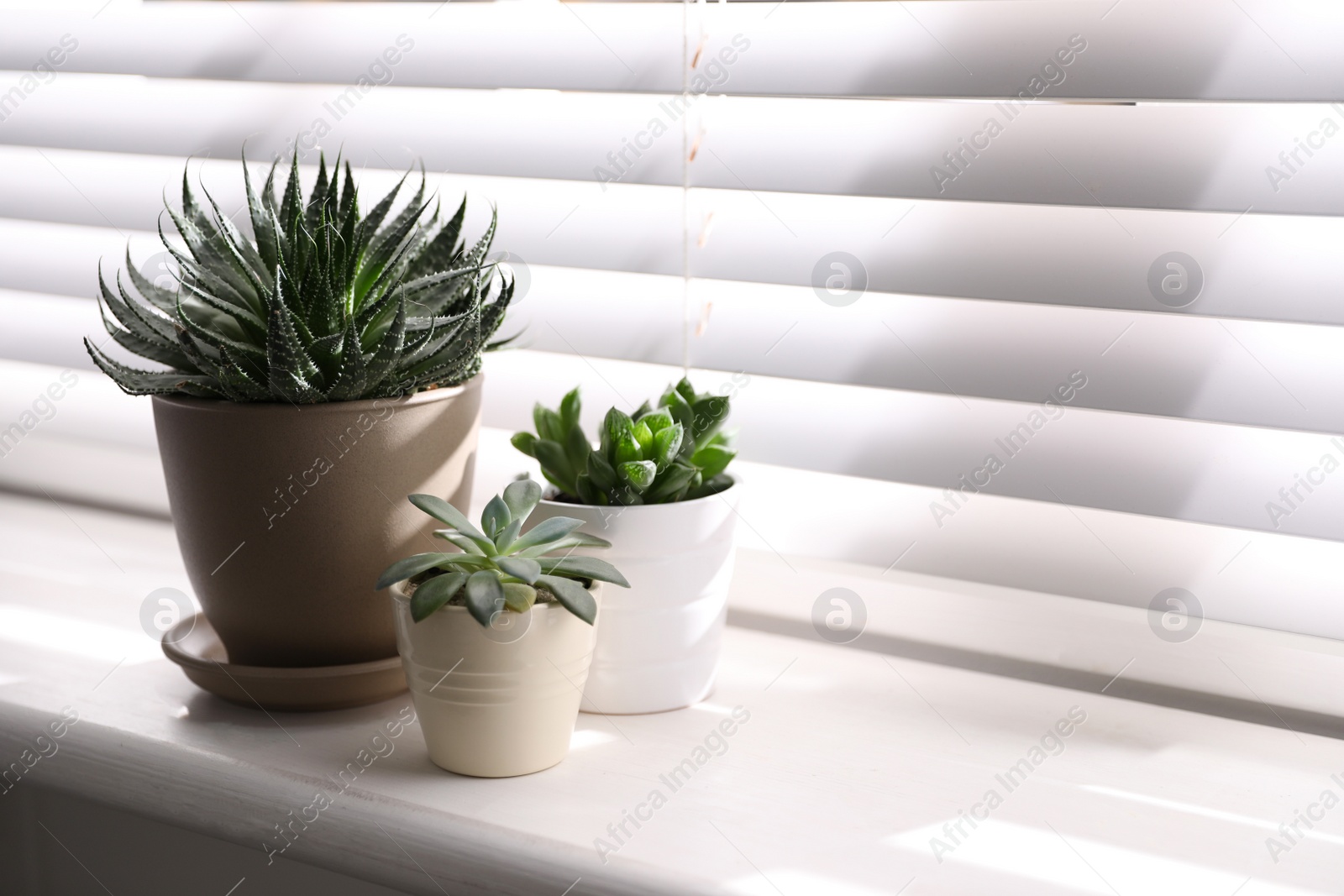 Photo of Beautiful different cacti in pots on windowsill indoors. Space for text