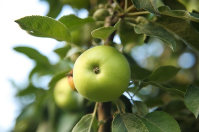 Photo of Ripe apple on tree branch in garden, closeup