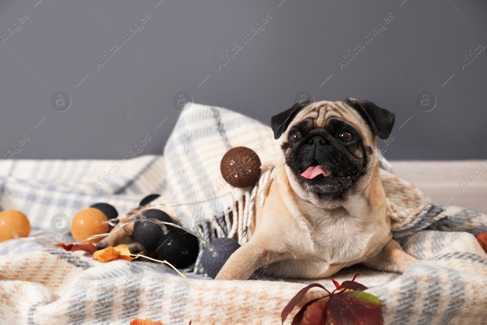 Photo of Cute pug dog with blanket and fairy lights on floor at home. Cozy winter