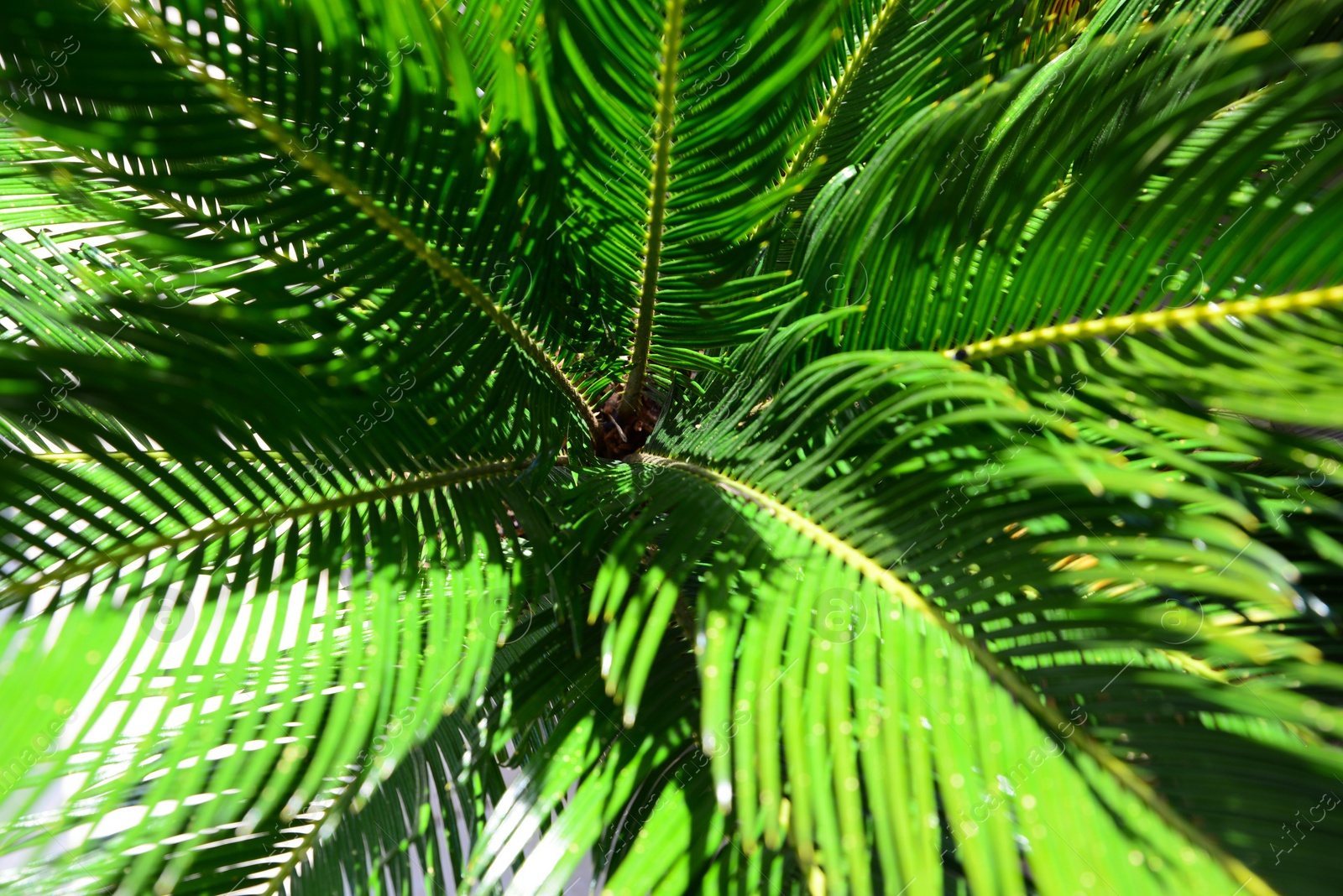 Photo of Beautiful palm leaves on sunny day, closeup view