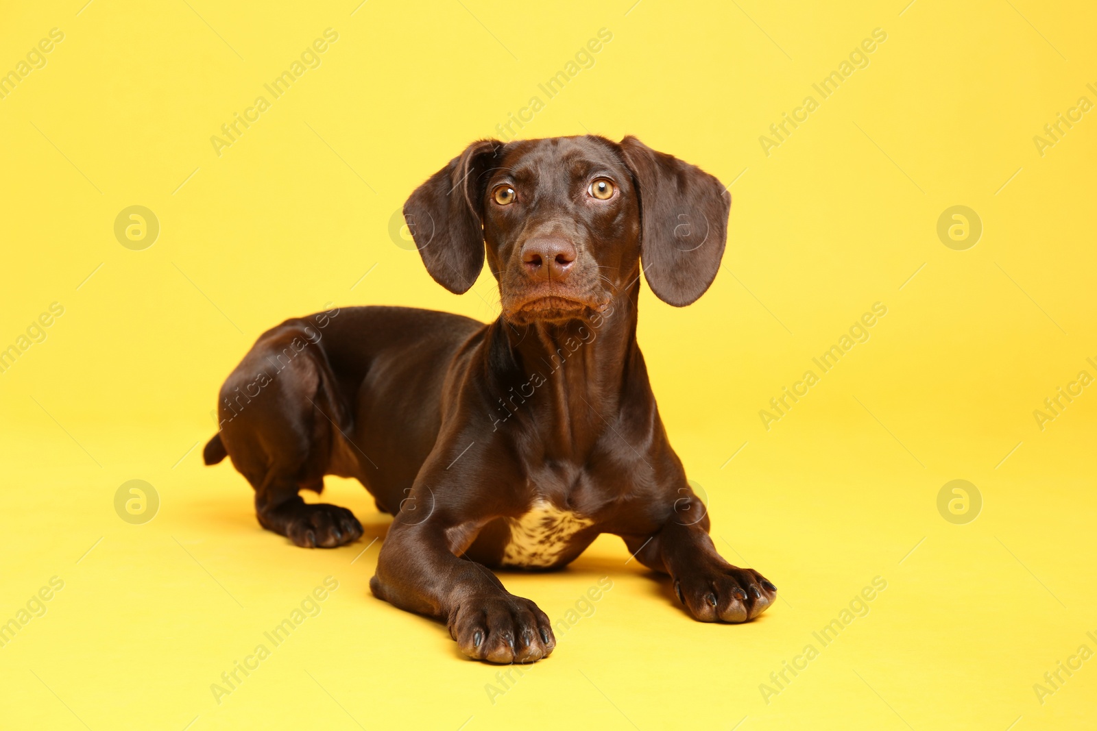 Photo of German Shorthaired Pointer dog on yellow background