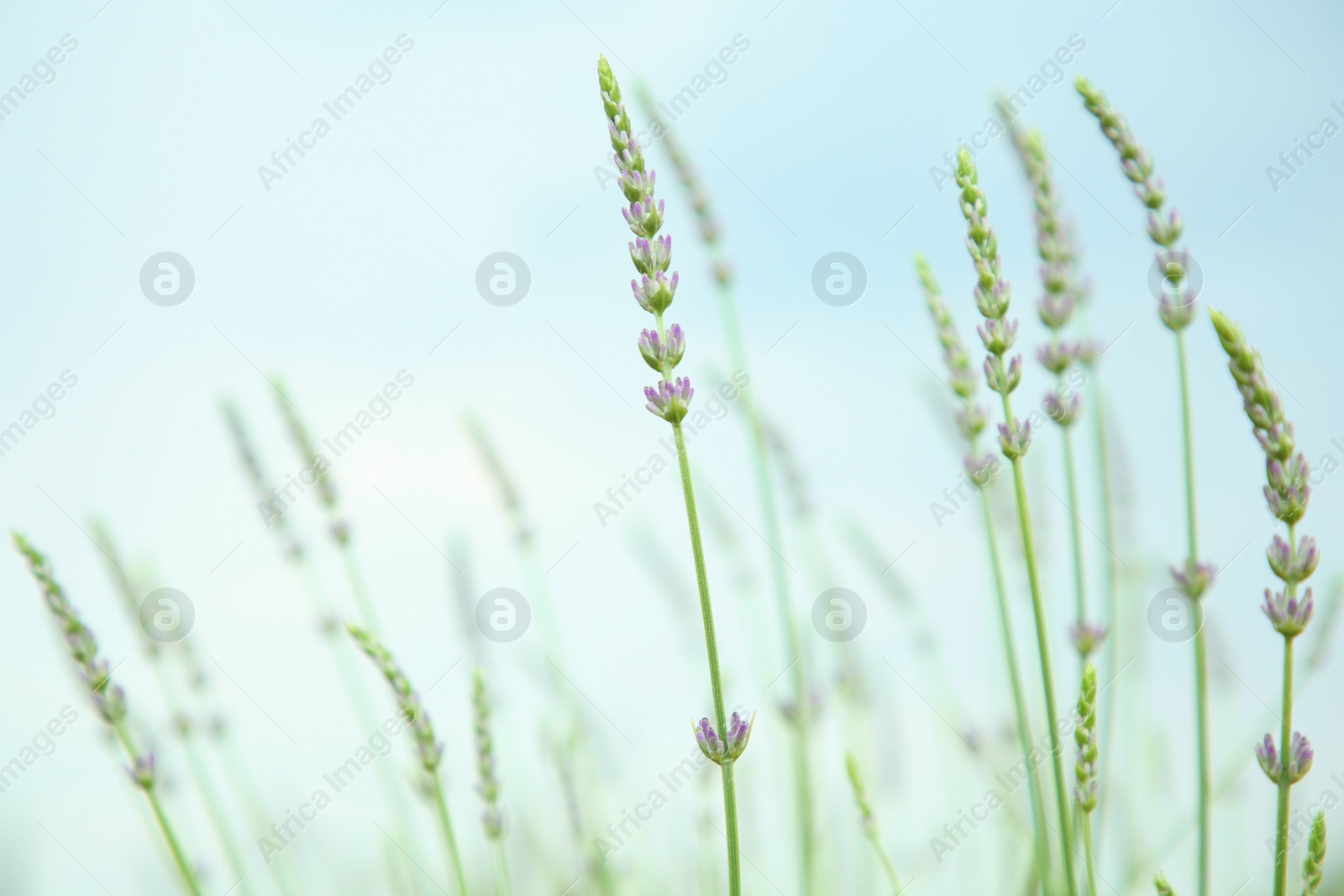 Photo of Beautiful lavender against blue sky, closeup view