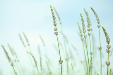 Beautiful lavender against blue sky, closeup view