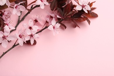 Photo of Spring tree branches with beautiful blossoms on pink background, top view. Space for text