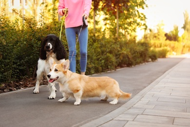 Photo of Woman walking Pembroke Welsh Corgi and English Springer Spaniel dogs in park