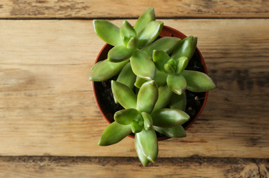 Photo of Beautiful echeverias in pot on wooden background, top view. Succulent plants