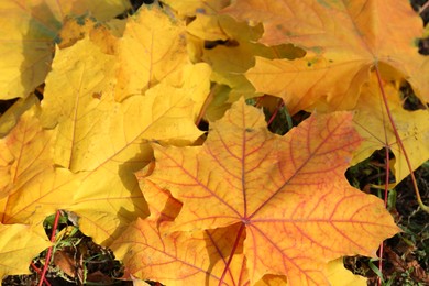 Photo of Beautiful dry leaves on grass outdoors, above view. Autumn season