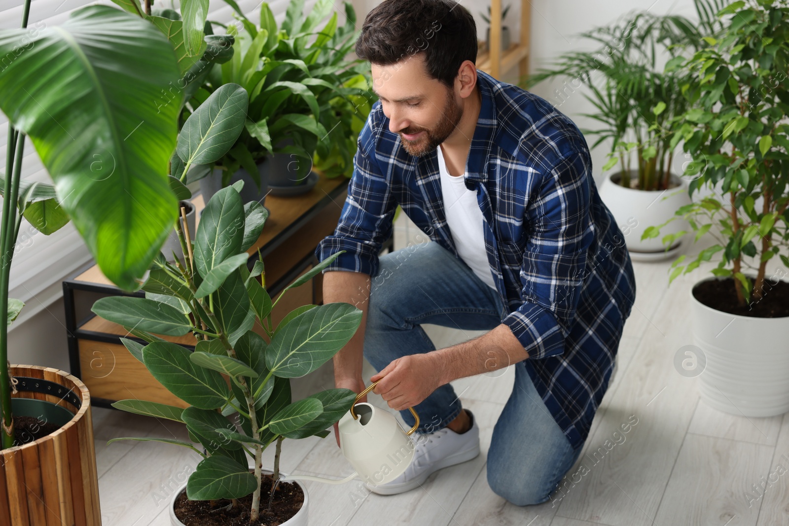 Photo of Man watering beautiful potted houseplants at home