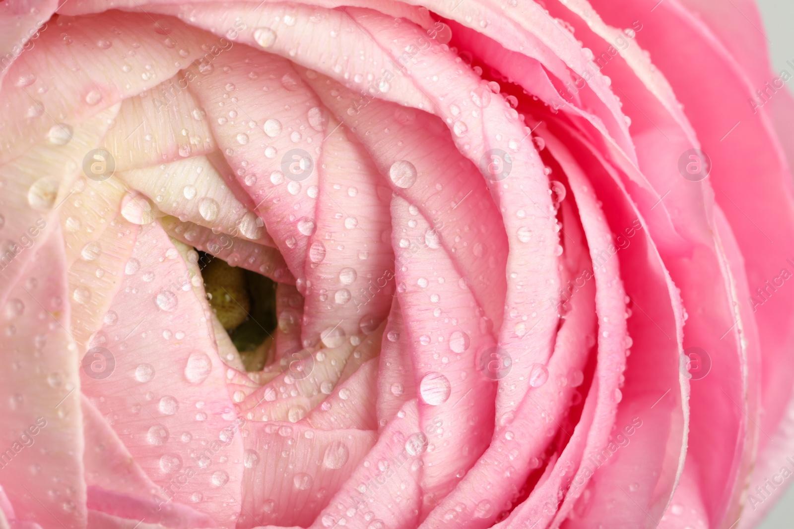 Photo of Closeup view of beautiful ranunculus flower with water drops