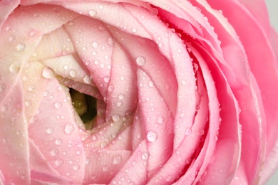 Closeup view of beautiful ranunculus flower with water drops