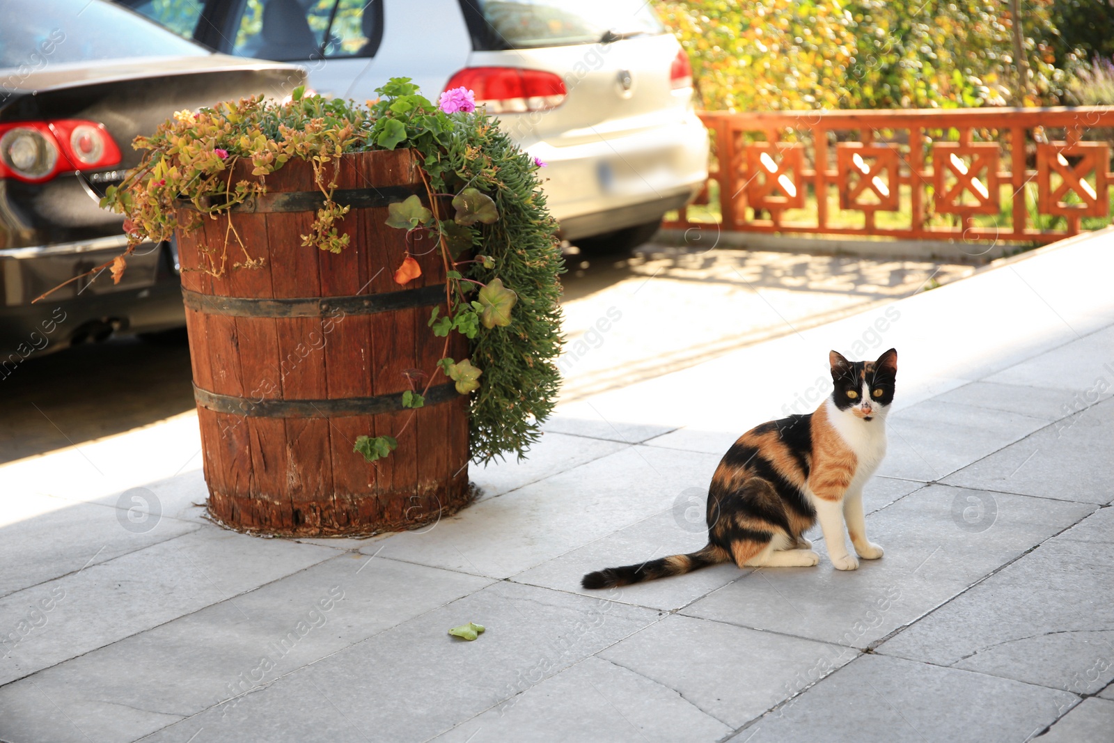 Photo of Lonely stray cat on city street. Homeless pet