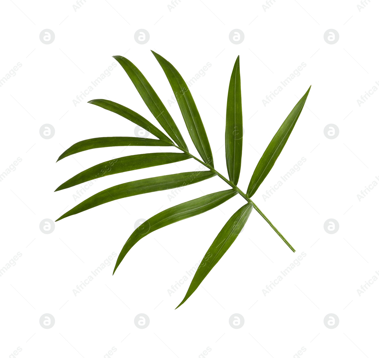 Photo of Beautiful green coconut leaf isolated on white