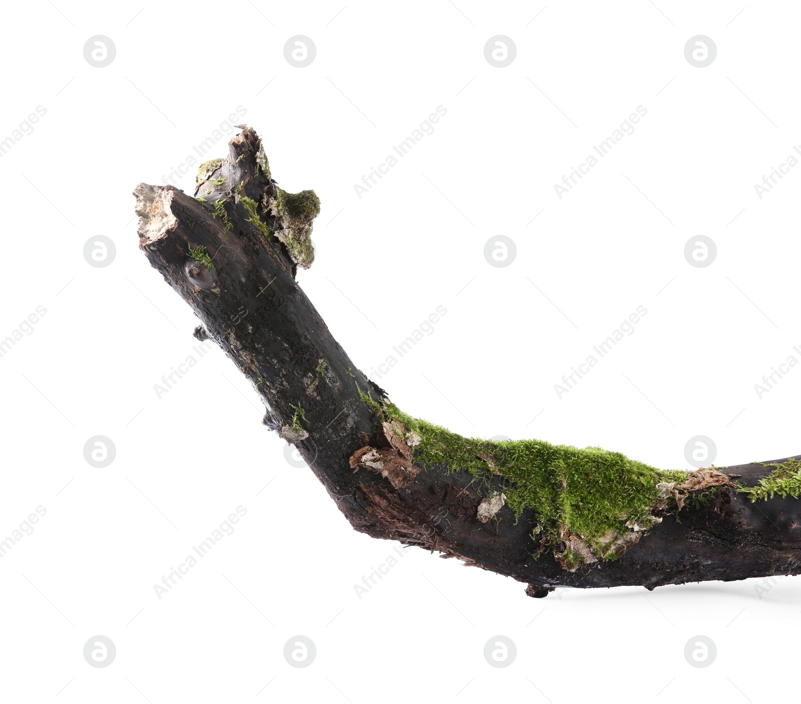 Photo of Dry tree branch with moss isolated on white