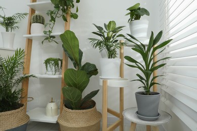 Photo of Beautiful plants in pots indoors. House decor