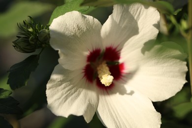 Beautiful white hibiscus flower growing outdoors, closeup