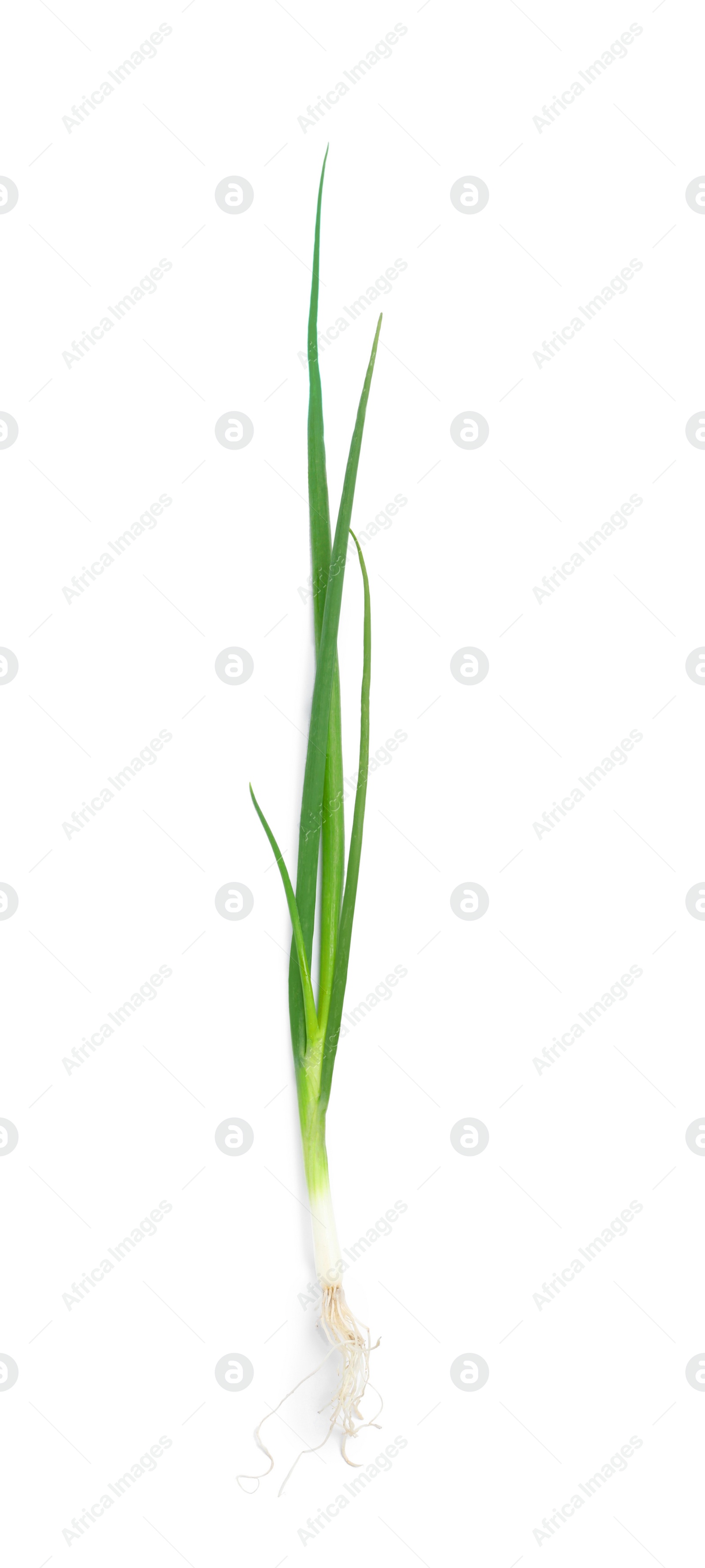 Photo of Fresh green spring onion isolated on white, top view