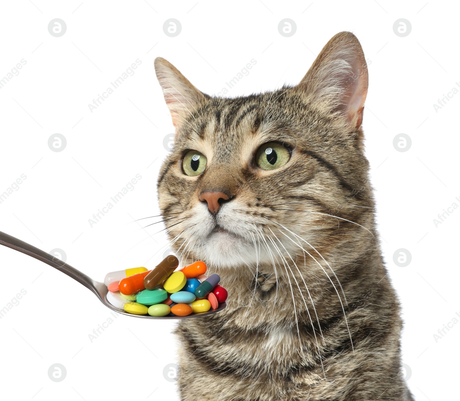 Image of Cute tabby cat and spoon full of different pills on white background. Vitamins for animal 