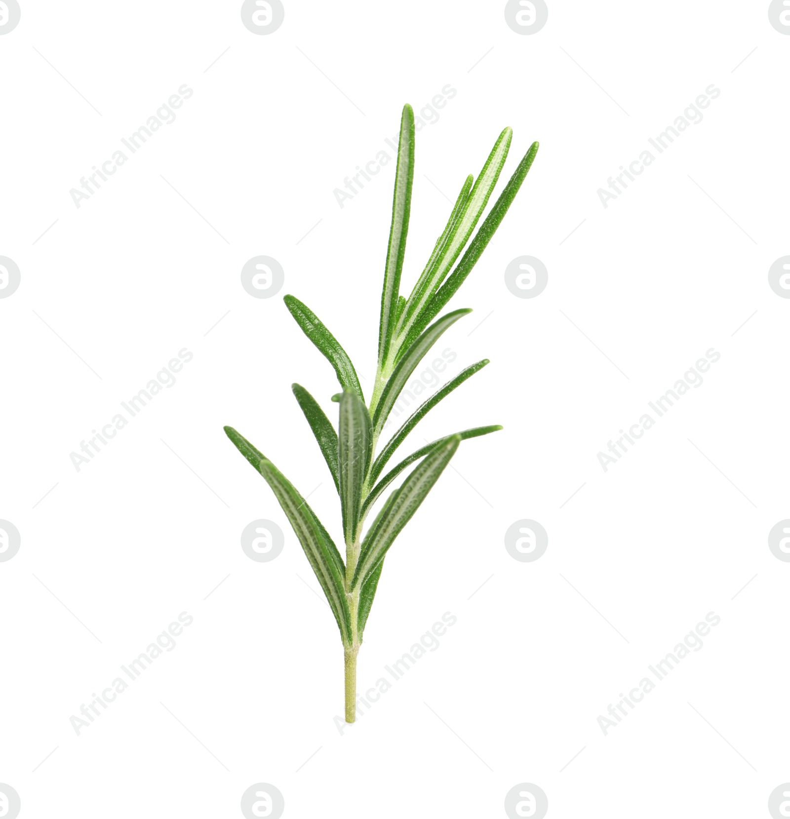 Photo of Sprig of fresh rosemary isolated on white