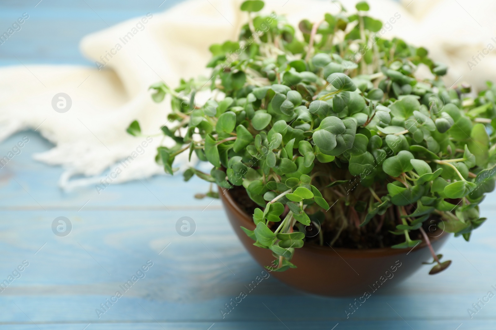 Photo of Fresh radish microgreens in bowl on light blue wooden table, space for text