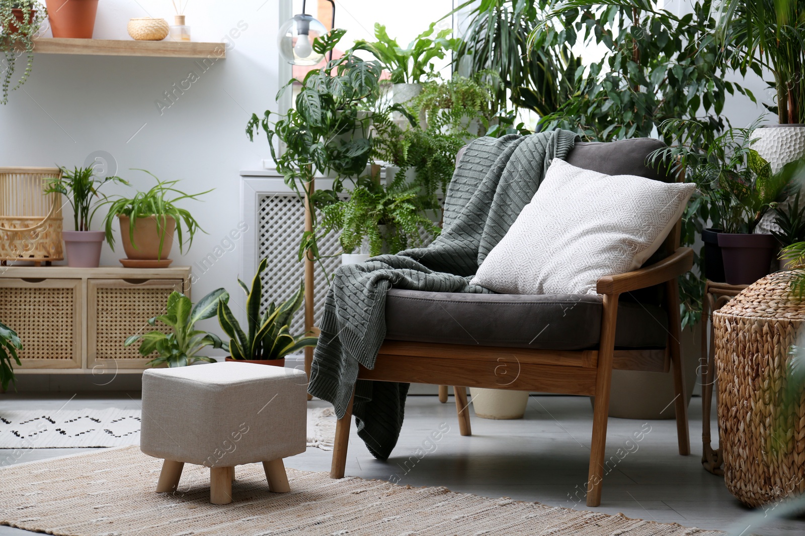 Photo of Comfortable armchair and beautiful houseplants in room. Lounge area interior