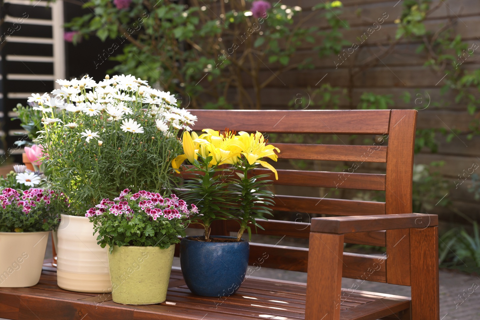 Photo of Many different beautiful blooming plants in flowerpots on wooden bench outdoors