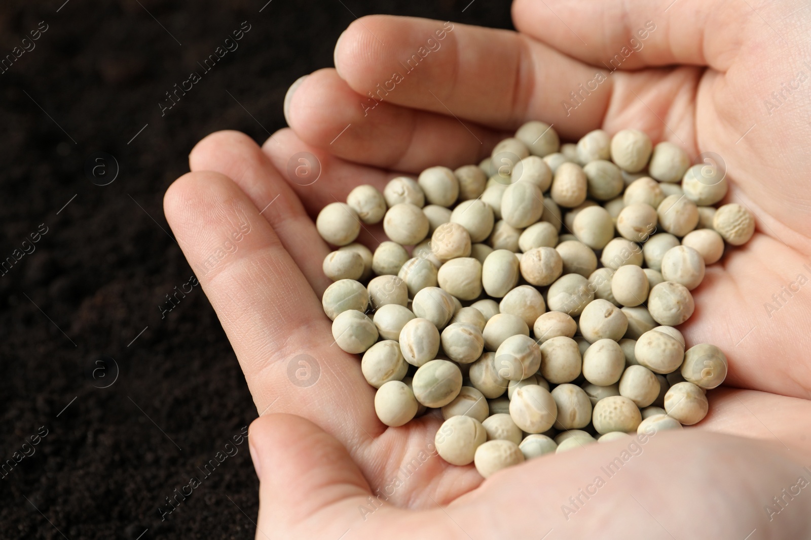 Photo of Woman holding pile of peas over soil, closeup. Vegetable seeds planting