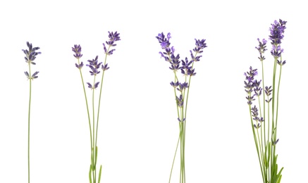 Image of Set of lavender flowers on white background