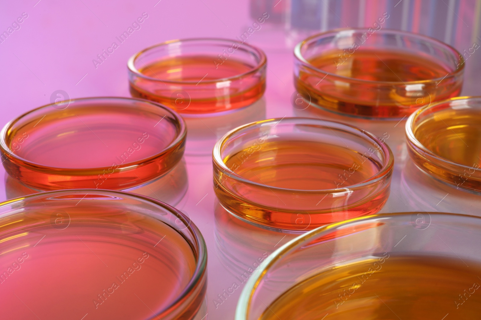 Photo of Petri dishes with red liquid on table, closeup