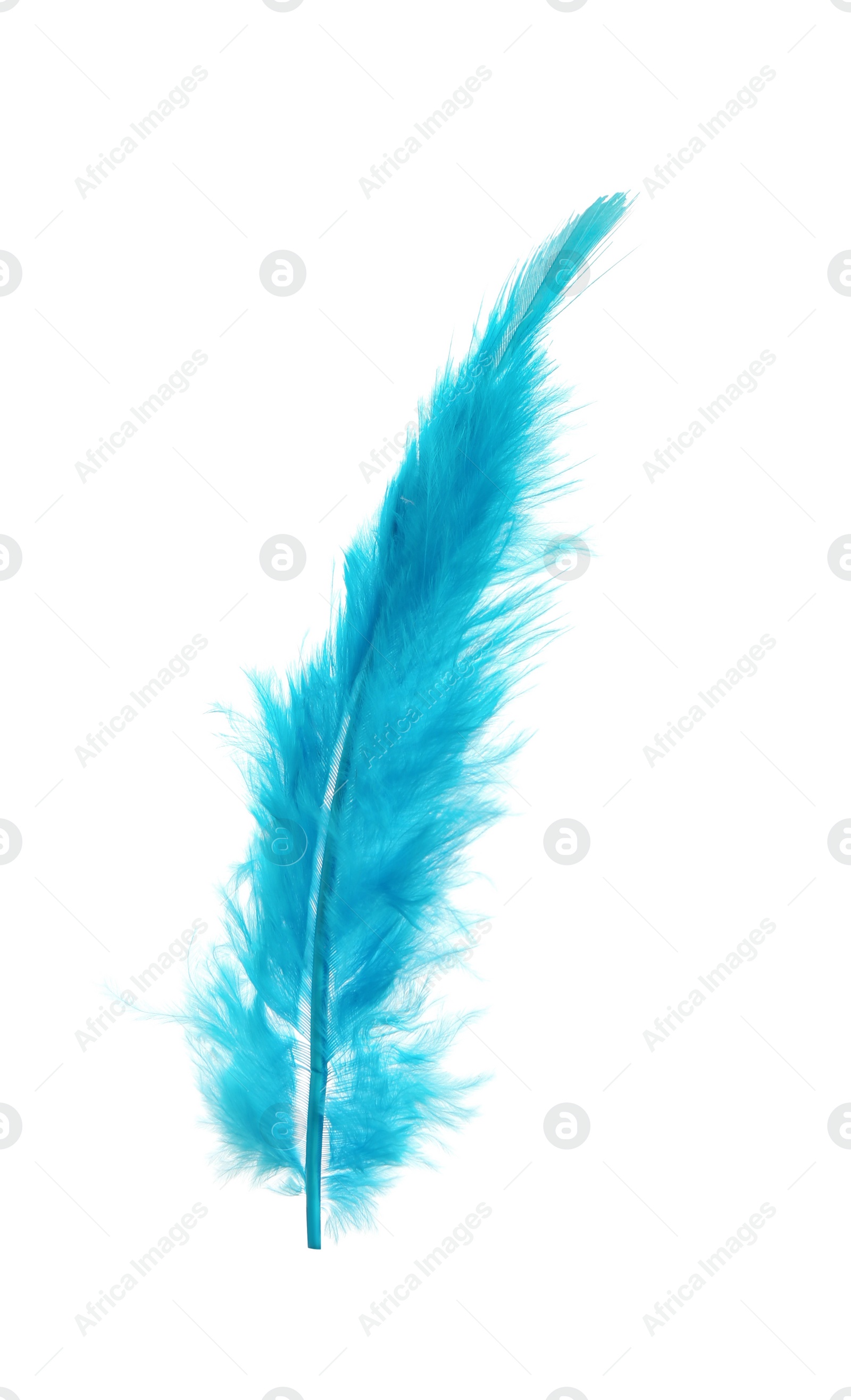 Photo of Beautiful light blue feather isolated on white