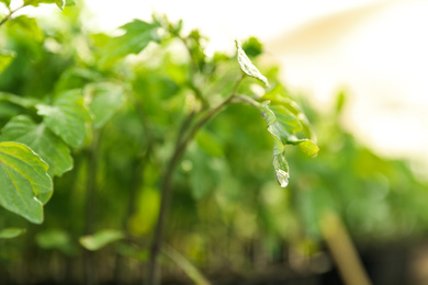 Photo of Tomato seedling with wet leaves on blurred background, closeup