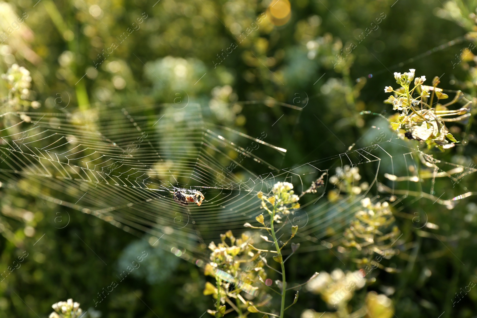 Photo of Spider spinning cobweb in meadow on sunny day