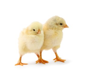 Two cute chicks isolated on white. Baby animals