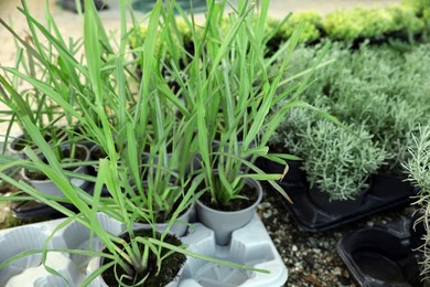 Many different potted herbs in garden center