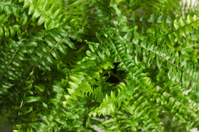 Photo of Beautiful fresh fern leaves, closeup. Floral background