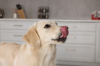 Photo of Cute Labrador Retriever showing tongue in kitchen at home